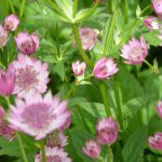 Astrantia Major Roma