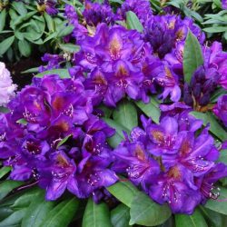 Rhododendron Hybrid Purple