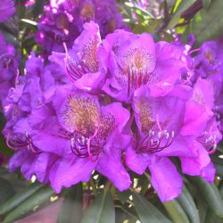 Rhododendron Hybrid Purple