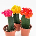 Cactus Gymnocalycium