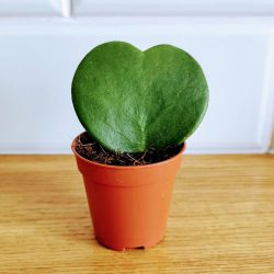 Hoya Kerrii (Sweetheart Plant)