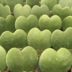 Hoya Kerrii (Sweetheart Plant)