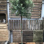 Olea Europaea Loose Head