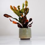 Codiaeum var Mammi – Croton Mammi