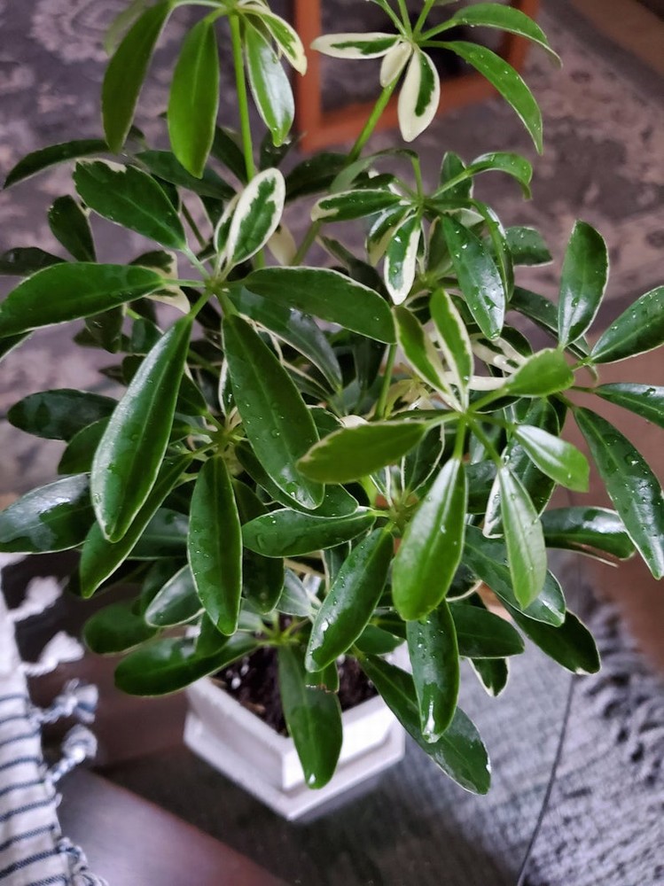 Schefflera arb. Moondrop The Nunhead Gardener