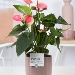 Anthurium andr. Sweet Dream