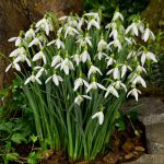 Galanthus Elwesii (Snowdrop)