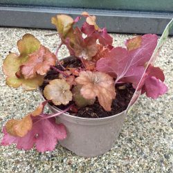 Heuchera Caramel