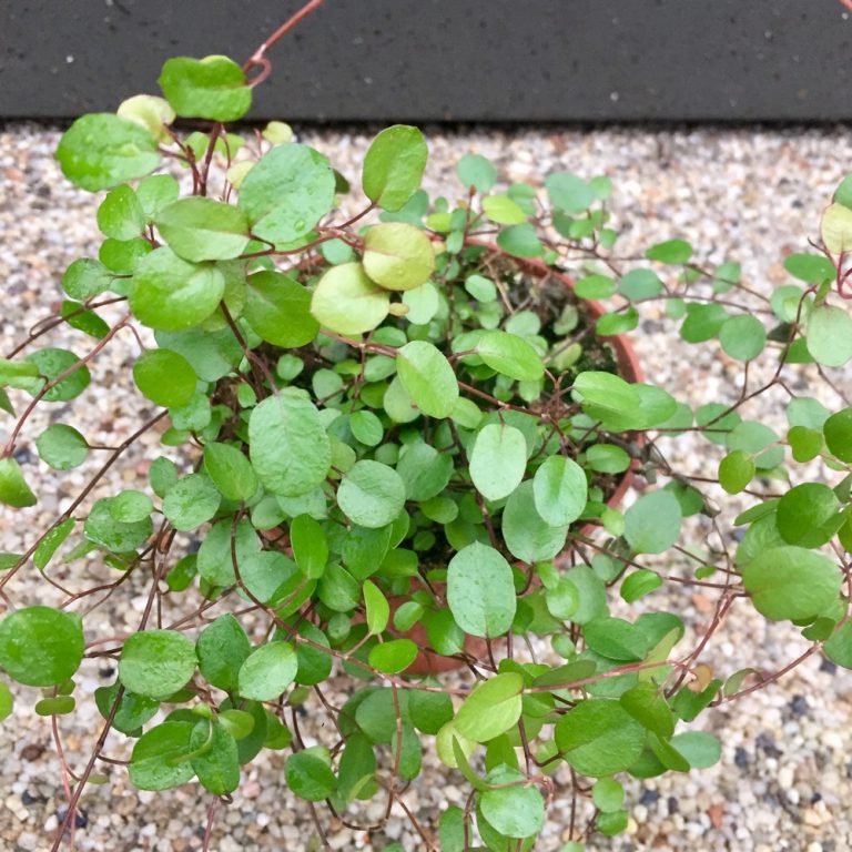 Muehlenbeckia Complexa - The Nunhead Gardener