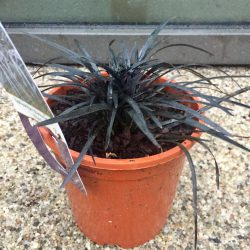 Ophiopogon Planiscapus Niger