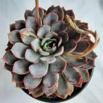 Echeveria Summer