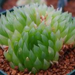 Haworthia cooperi XXL -SuPure®