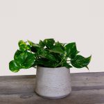 Golden Pothos (Epipremnum Pinnatum Aureum)