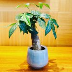 Pachira Aquatica (Indoor Money Tree)