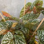 Begonia foliage ‘Snow Capped’