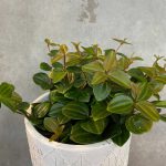 Peperomia ‘Rocca Scuro’