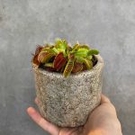 Venus Flytrap (Dionaea Muscipula)