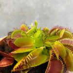 Dionaea muscipula (Venus Flytrap)
