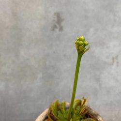 Venus Flytrap (Dionaea Muscipula)