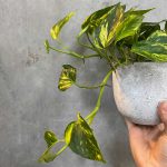 Epipremnum pinnatum N’Joy Gold