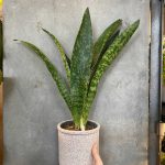 Sansevieria Aubrytniana Dragon
