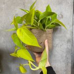 Epipremnum pinn. Golden Pothos (Devil’s Ivy)