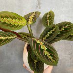 Maranta Leuconeura Fascinator – Prayer Plant