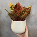 Codiaeum Variegatum Petra (Croton Plant)