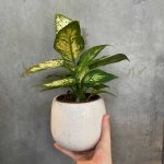 Dieffenbachia ‘Compacta’