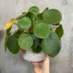 Pilea Peperomioides (Chinese Money Plant)
