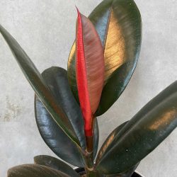 Ficus Elastica Abidjan – Rubber Plant