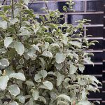 Pittosporum tenuifolium ‘Silver Queen’