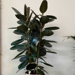 Ficus Elastica Abidjan – Rubber Plant