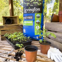 Levington Peat Free John Innes No 1 Compost -10L