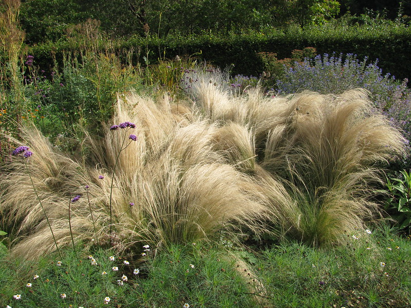Stipa tenuissima in fronmt of green hedges. Tall purple blooms present on the left side of the imaghe