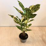 Codiaeum var Acubifolia