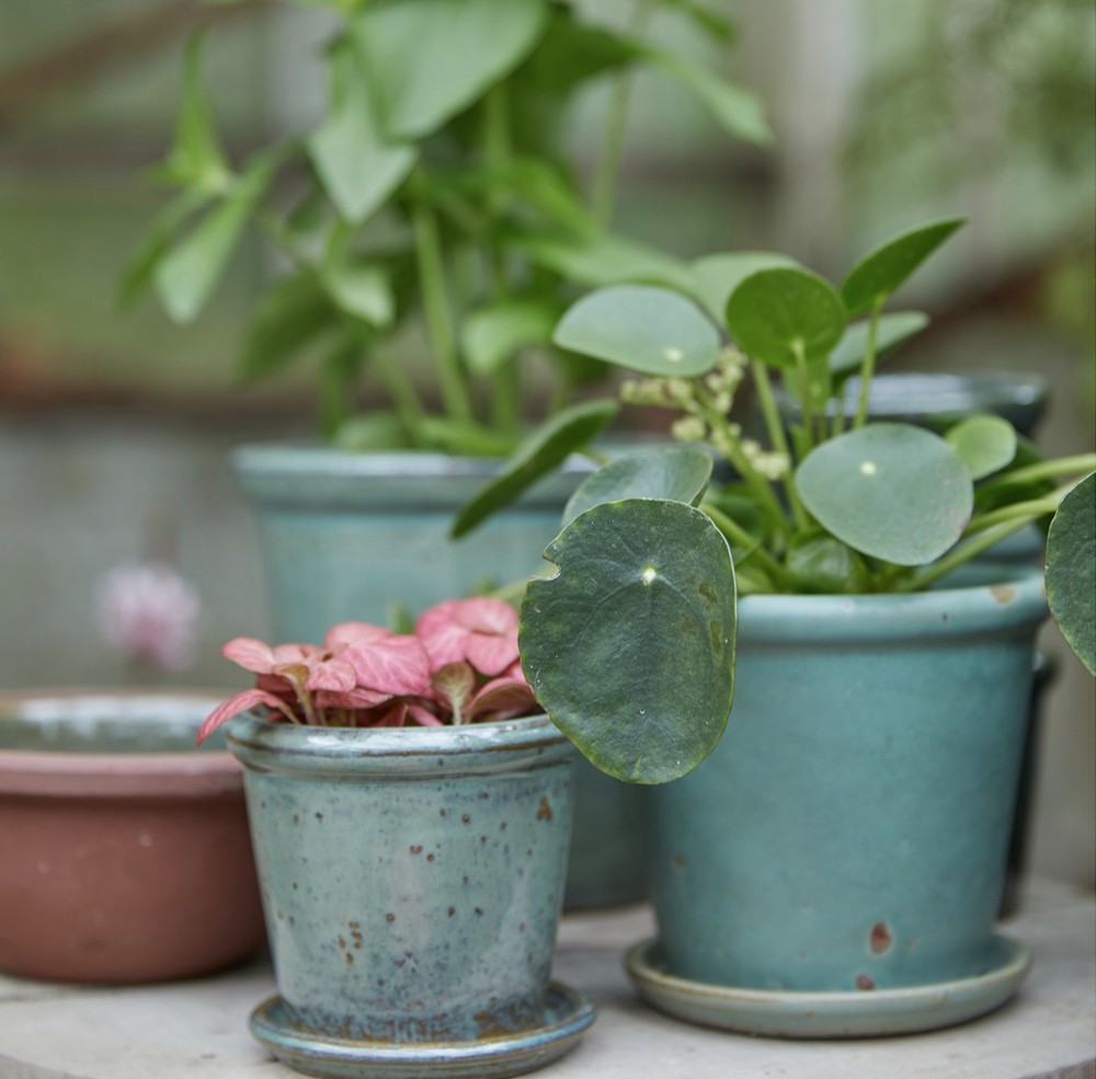 MICHELLE - W/SAUCER - GLAZED - Image 2