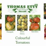 Gift Box  – Colourful Tomatoes