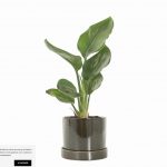 Strelitzia reginae – Bird of paradise