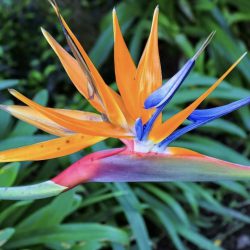 Strelitzia reginae – Bird of paradise