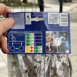 Iris germanica ‘Night Owl’