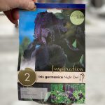 Iris germanica ‘Night Owl’