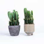 Cereus Peruvianus Florida