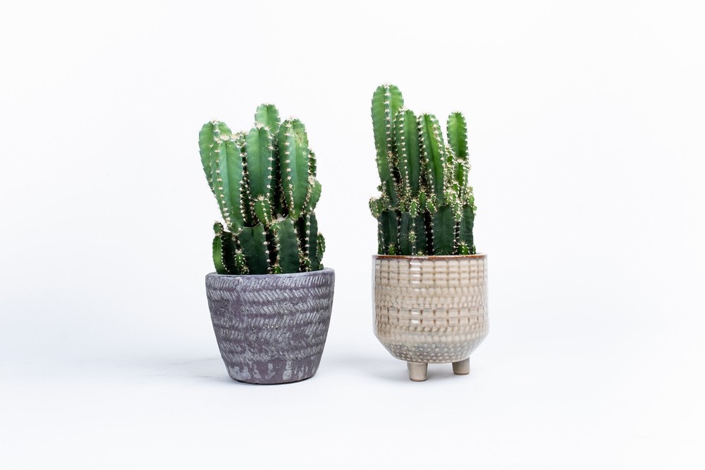 Cereus Peruvianus Florida