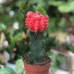 Gymnocalycium mihanovichii (Moon Cactus)