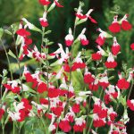 Salvia microphylla Hot Lips