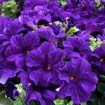 Petunia hybrida – Petunia Trailing Blue