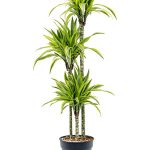 Dracaena frag Lemon Lime 90/60/30