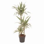 Dracaena der. ‘White Stripe’  90/60/30