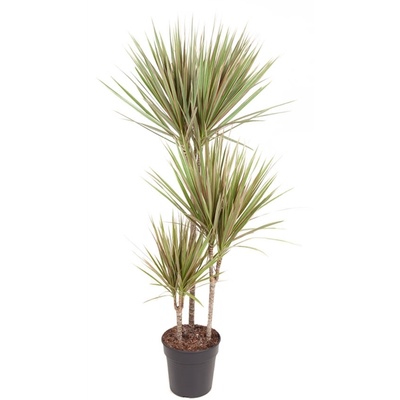 Dracaena marg Bicolor 60/30/15